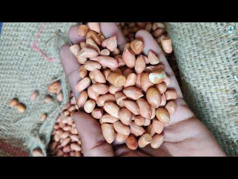 Peanut Kernels