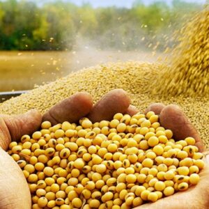 SOYA BEAN MEAL